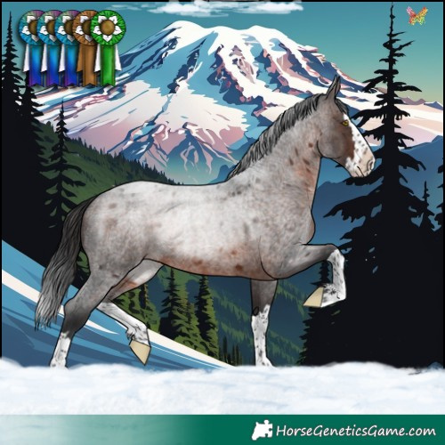 Horse Color:Brown Roan Splash Rabicano 