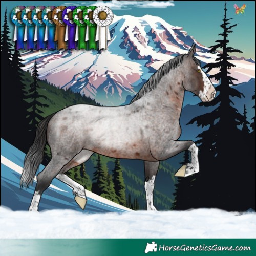 Horse Color:Brown Roan Splash Rabicano 
