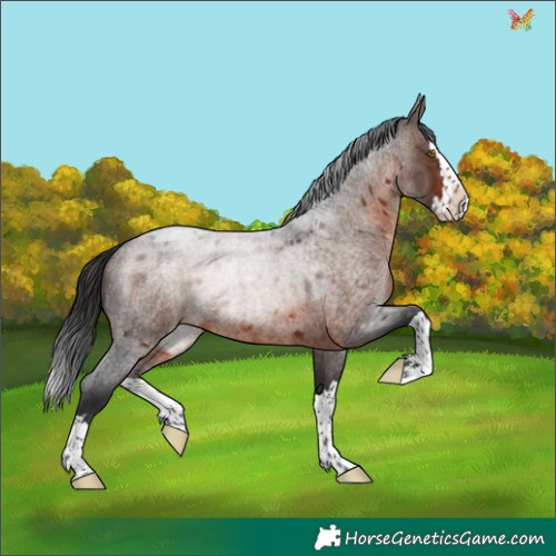 Horse Color:Brown Roan Splash Rabicano 