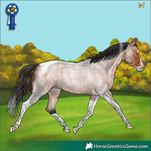 Horse Color:Bay Roan Splash Tobiano Rabicano 