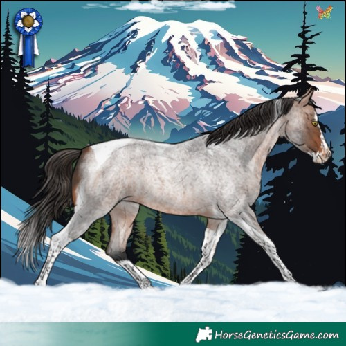 Horse Color:Bay Roan Splash Tobiano Rabicano 