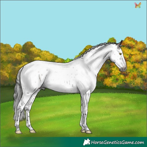 Horse Color:Gray Bay Roan Splash Rabicano 