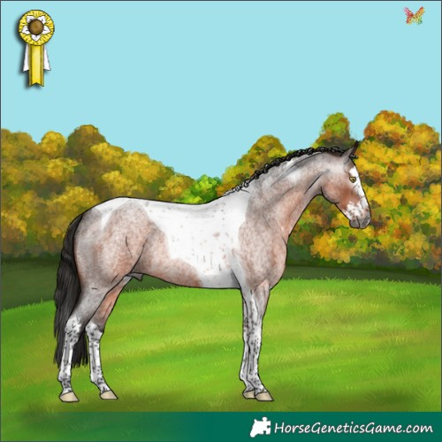 Horse Color:Gray Bay Roan Splash Tobiano Rabicano 