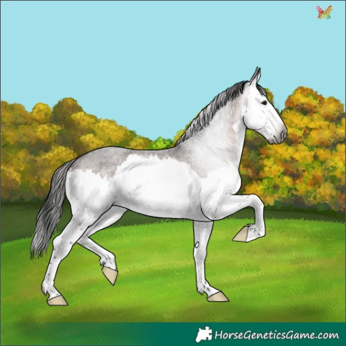 Horse Color:Gray Brown Roan Splash Rabicano 