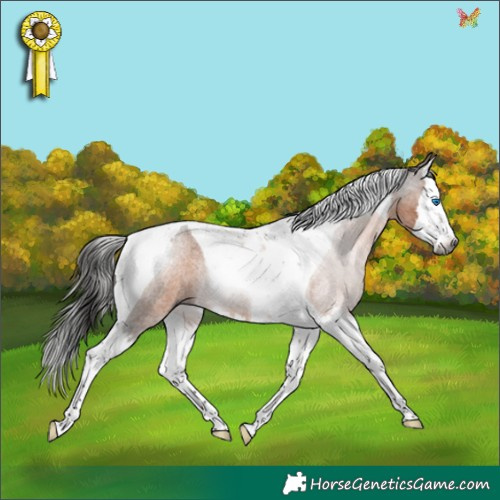Horse Color:Gray Bay Roan Splash Tobiano Rabicano 