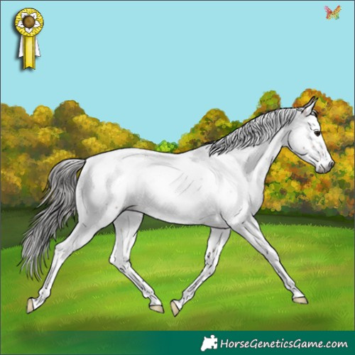 Horse Color:Gray Bay Roan Splash Tobiano Rabicano 