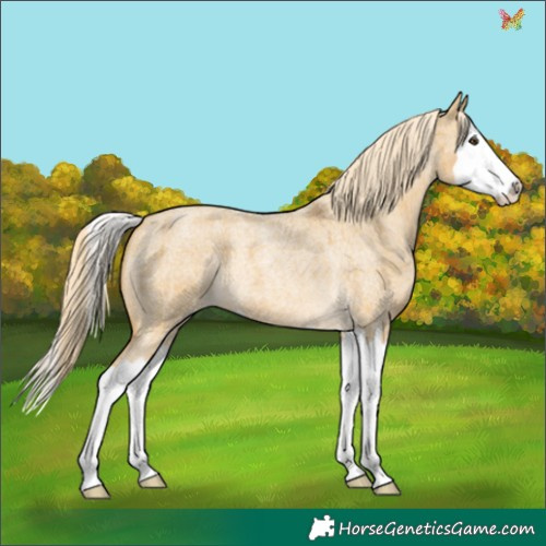 Horse Color:Plaid  Palomino Roan Dun Splash 
