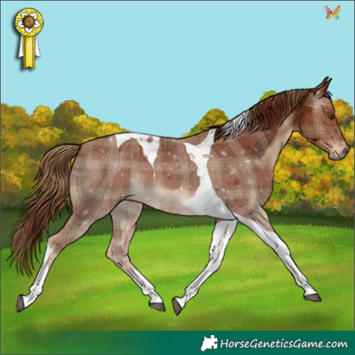 Horse Color:Plaid  Chestnut Tobiano 