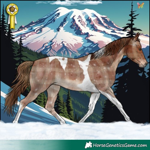 Horse Color:Plaid  Chestnut Tobiano 