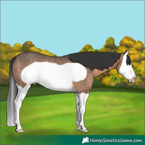 Horse Color:Brown Dun Splash Frame Rabicano