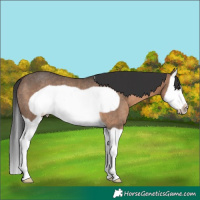 Horse Color:Brown Dun Splash Frame Rabicano 