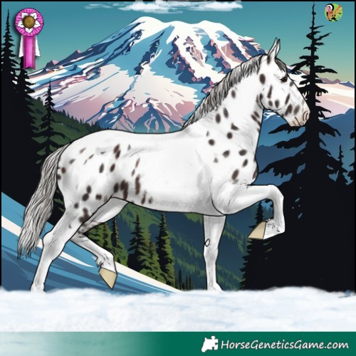 Horse Color:Silver Brown Tobiano Appaloosa 