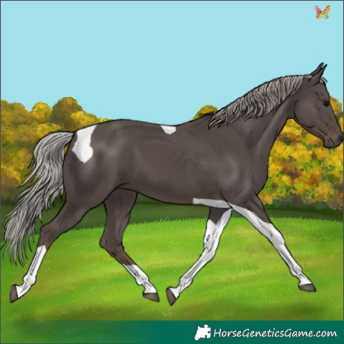 Horse Color:Silver Black Tobiano 