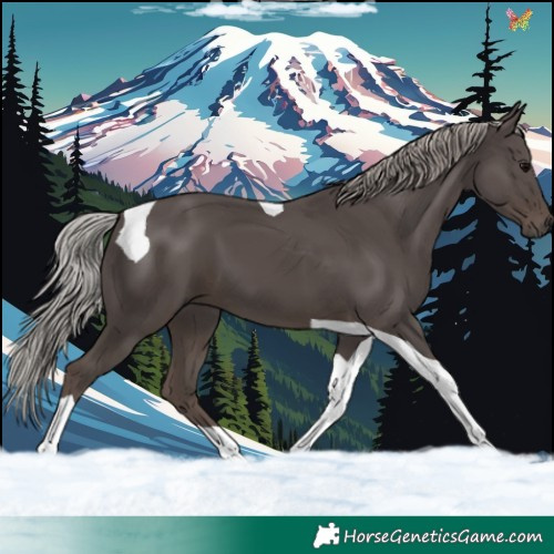 Horse Color:Silver Black Tobiano 