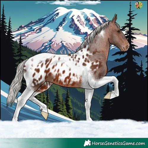 Horse Color:Silver Brown Tobiano Blanket 