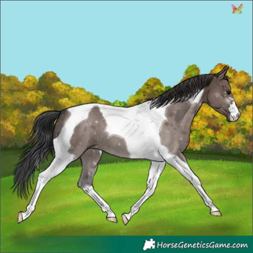 Horse Color:Grullo Tobiano 
