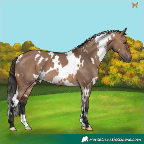Horse Color:White Spotted Brown Dun 