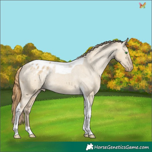 Horse Color:Classic Cream Champagne Dun Tobiano Appaloosa 