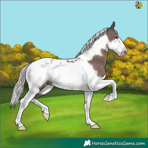 Horse Color:Silver Black Tobiano Frame Appaloosa 