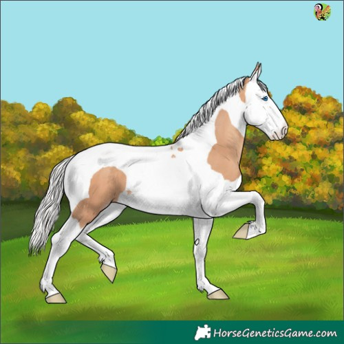 Horse Color:Silver Amber Champagne Splash Tobiano 