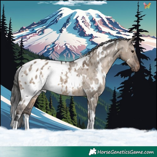 Horse Color:White Spotted Brown Dun Blanket 