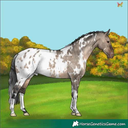 Horse Color:White Spotted Brown Dun Appaloosa 