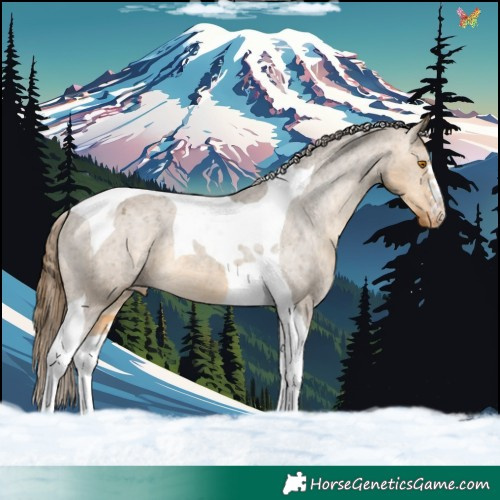 Horse Color:Buckskin Dun Tobiano Varnish 