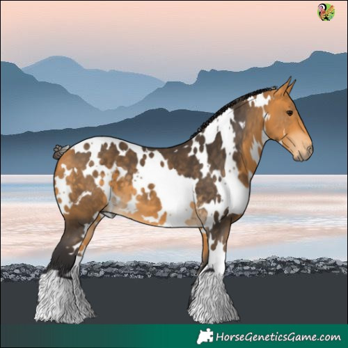 Horse Color:White Spotted Buckskin 