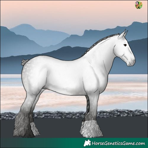 Horse Color:Gray Black 