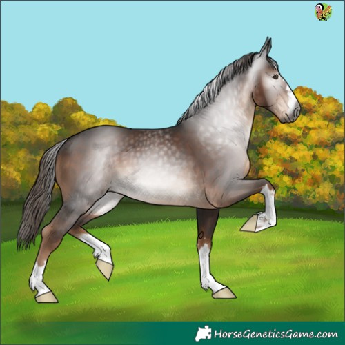 Horse Color:Gray Liver Chestnut 