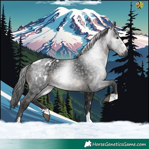 Horse Color:Gray Black Appaloosa 