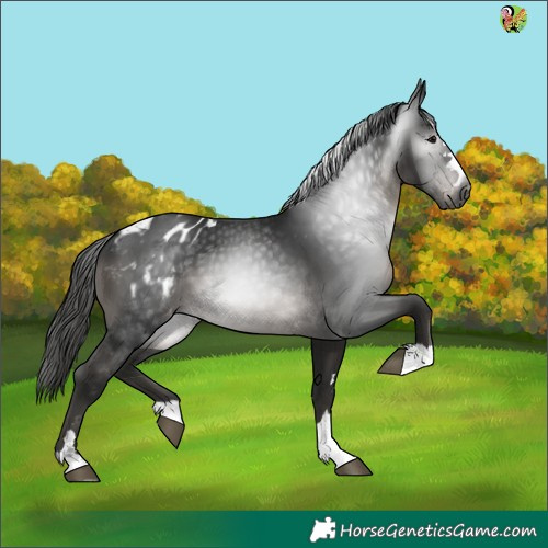 Horse Color:Gray Black Appaloosa 