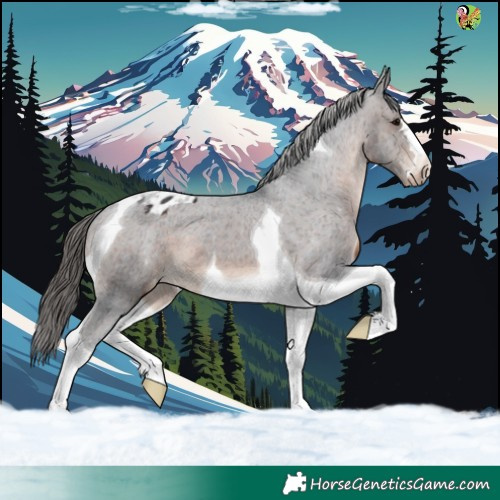 Horse Color:Brown Tobiano Appaloosa 
