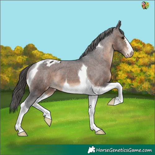 Horse Color:Brown Tobiano Appaloosa 