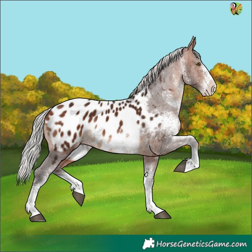Horse Color:White Spotted Silver Brown Appaloosa 