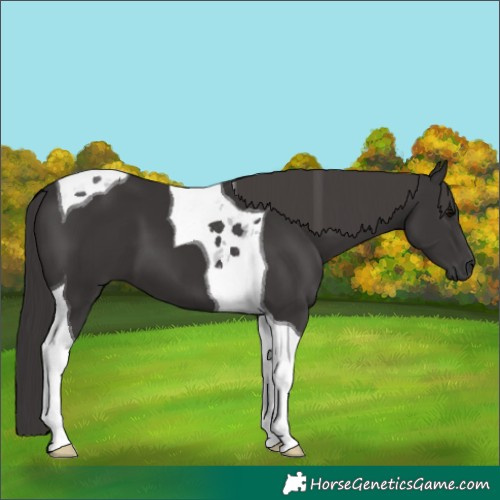 Horse Color:Smoky Black Tobiano 