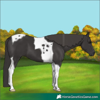 Horse Color:Smoky Black Tobiano 