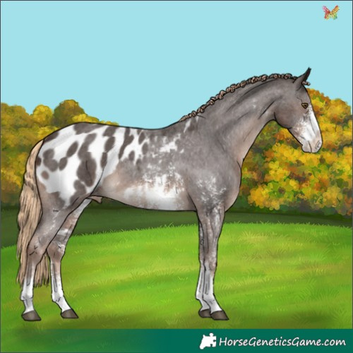 Horse Color:Liver Chestnut Sabino Appaloosa 