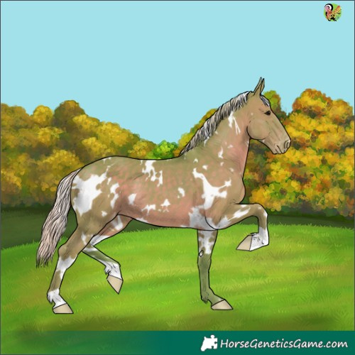 Horse Color:Watercolor White Spotted Silver Black Appaloosa 