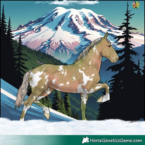 Horse Color:Watercolor White Spotted Silver Black Appaloosa 