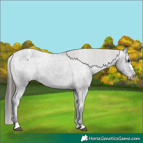 Horse Color:Black Varnish Rabicano