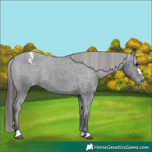 Horse Color:Black Appaloosa Rabicano 