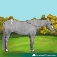 Horse Color:Black Appaloosa Rabicano 