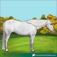 Horse Color:Black Varnish Rabicano