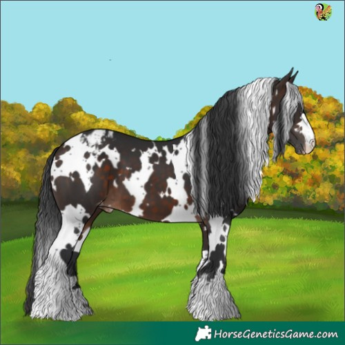 Horse Color:White Spotted Brown Appaloosa 