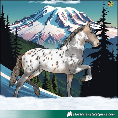 Horse Color:White Spotted Buckskin Blanket 
