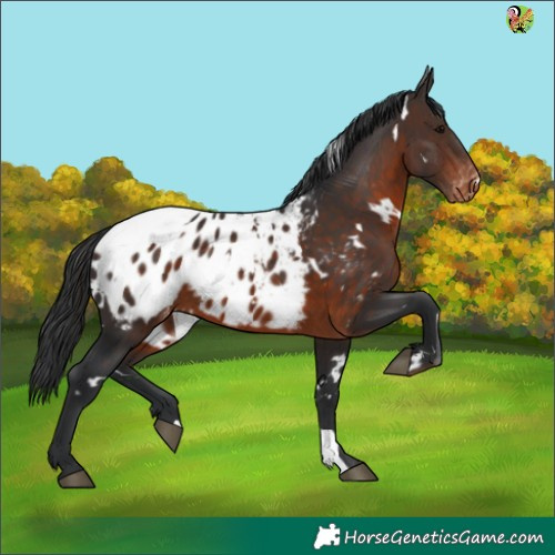 Horse Color:White Spotted Brown Appaloosa 