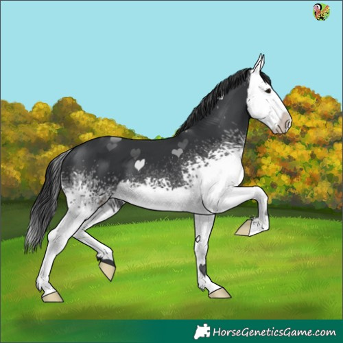 Horse Color:White Spotted Black Splash 