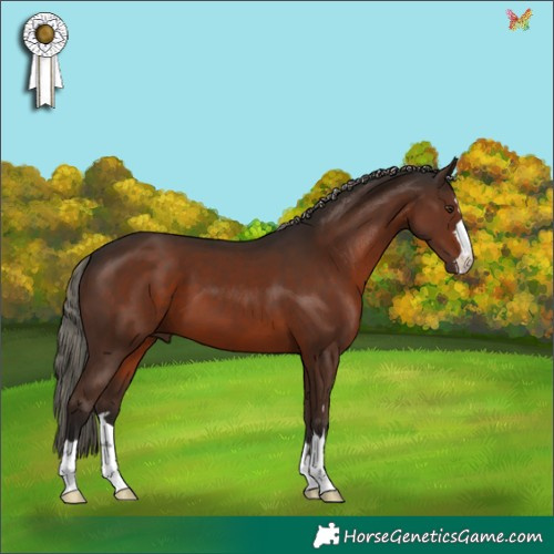 Horse Color:Liver Chestnut 
