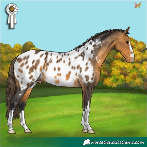 Horse Color:Buckskin Appaloosa 